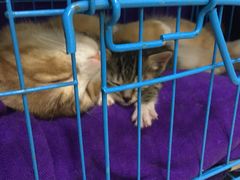 -瑞鹏宠物医院·骨科·猫科·内科(第一中心)
