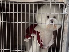 -瑞派康怡24h宠物医院·犬猫医疗中心·微创绝育(瑞景分院)