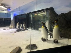 -悉尼海洋生物水族馆
