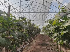 -马陆小张葡萄园农家乐