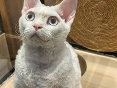 -袖虎·猫馆(体育西路店)