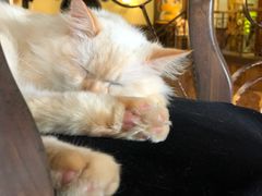 -more than meow吴止猫主题餐厅(承德 中船汇店)