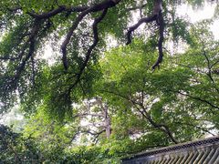 -青岛崂山太清宫