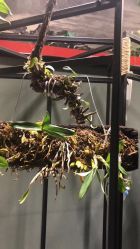 -周忆刺青原创设计定制