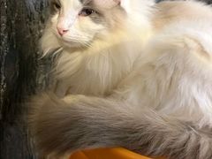 -猫猫幼稚园·撸猫·桌游·电玩