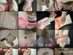 -瑞派·关忠动物医院·猫专科·犬专科(三环新城店)