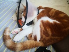 -芭比堂宠物医院·全科爱猫医院·仁德分院
