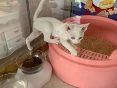 -糯米喵星人总部直营旗舰店·猫舍·幼猫出售