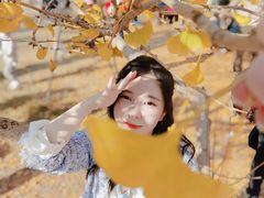 -千年银杏谷文化旅游区