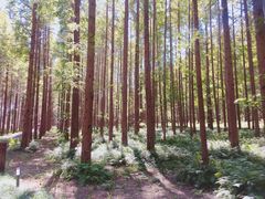 -黄海国家森林公园