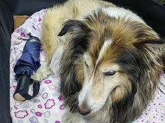 -宠颐生中康贝怡动物医院