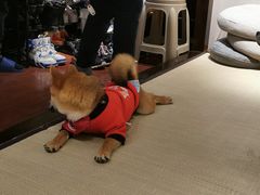 -逗柴咖啡屋·狗咖猫咖宠物桌游