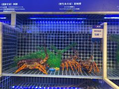 -开海·红岛海鲜虾水饺(石老人店)
