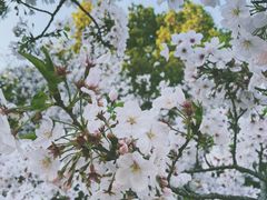 -新虹桥中心花园