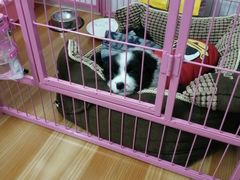 -芭比堂动物医院·24小时·眼科中心(深圳中心)