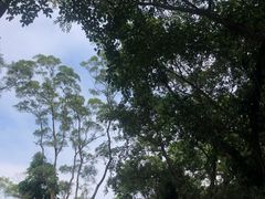 -深圳仙湖植物园