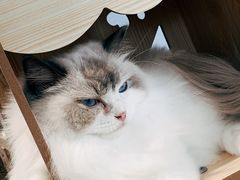 -瞄一喵猫咖(格力海岸店)