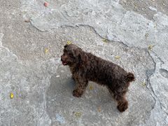 -杨家堂村