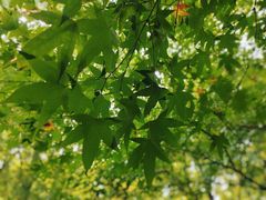 -上海共青森林公园