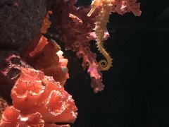 -暹罗海洋世界