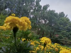 -黑龙江省森林植物园