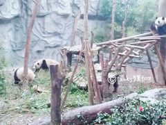 景点-成都大熊猫繁育研究基地