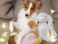 -超宠爱宠物摄影-Super pet