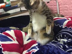 -伟伟宠物医院·瑞派猫友好医院·猫科(光谷店)