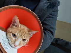 -乐派堂宠物医院·猫友好· 心脏科(东街店)