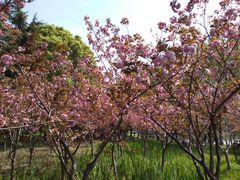 -昆山城市生态森林公园
