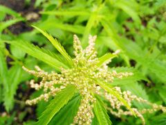 -黑龙江省森林植物园