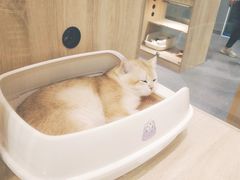 -BABIT巴比特宠物(MOMOPARK店)