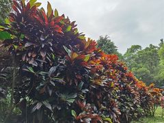 -云溪植物园
