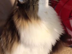 -有宠宠物(YOUCOIN·未来店)