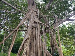 -中国科学院西双版纳热带植物园