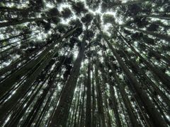 -山王坪喀斯特国家生态公园