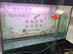 -特一安24小时宠物医院·骨科·中兽医
