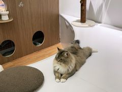 -COLOR PETS 撸猫馆·购猫·猫咖(长风大悦城店)
