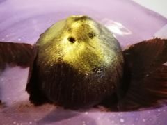 -Husky Go! 哈士奇体验馆·宠物咖啡厅狗咖