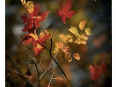 -三圣花乡旅游区