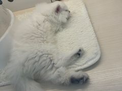 -comecome来吧宠物(奥克斯中心店)