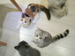 -喵的天空名猫咖啡馆·撸猫·猫舍·用品