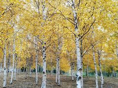 -长春世界雕塑园冰雪艺术天地