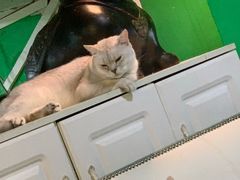 -李小姐の猫咖啡馆(五角场店)