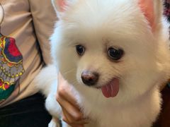 -more than meow吴止猫主题餐厅(承德 中船汇店)