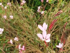-紫颐香薰山谷景区