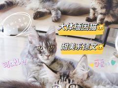 -十年猫舍·猫咪专门店(普陀店)