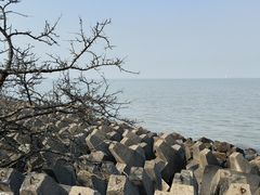 -上海滨江森林公园