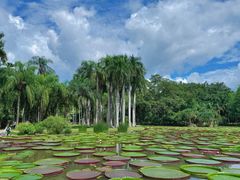 -中国科学院西双版纳热带植物园
