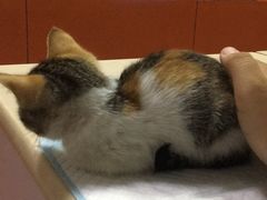 -惠康宠物医院(华能路店)